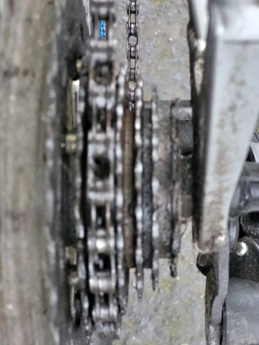 GENTS CARERRA PARVA NO OFFERS - Image 3