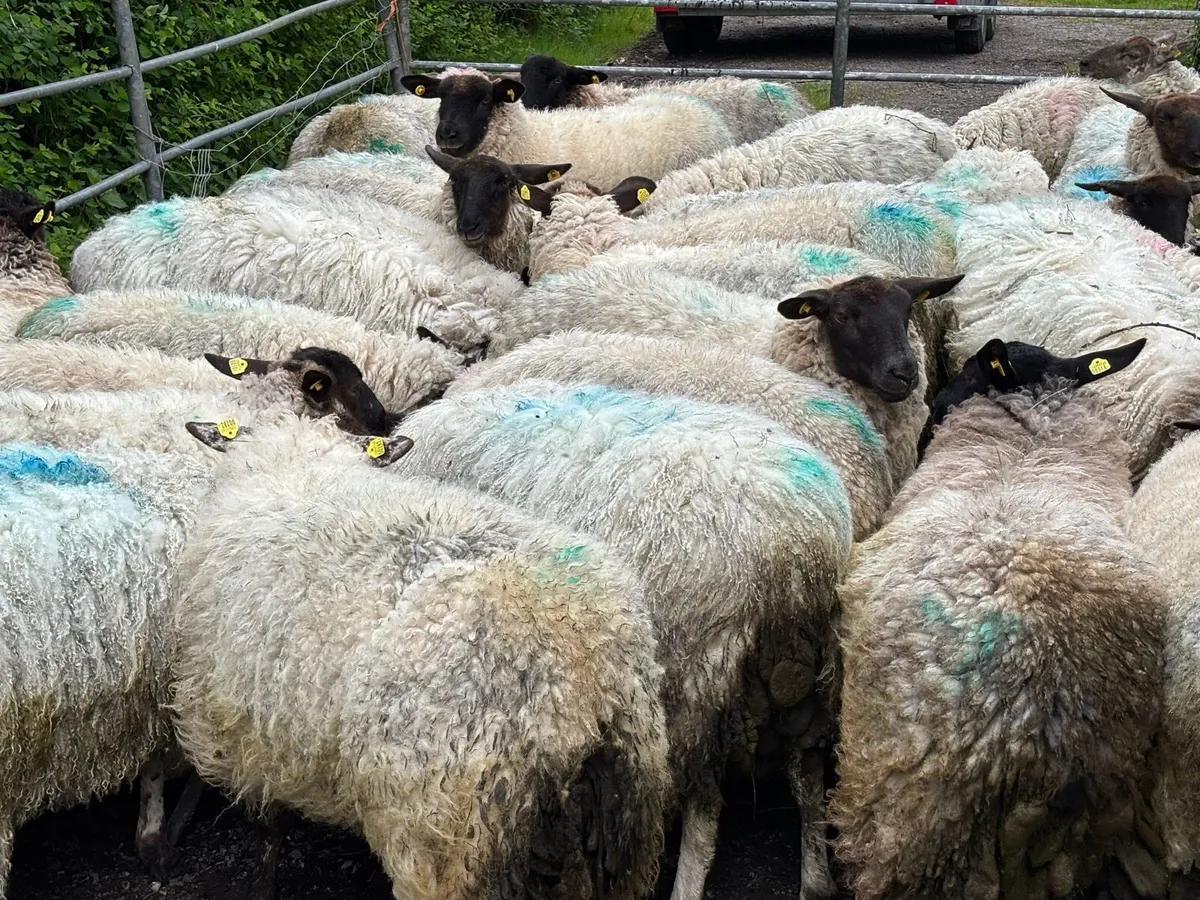 Suffolk Hoggets - Image 2