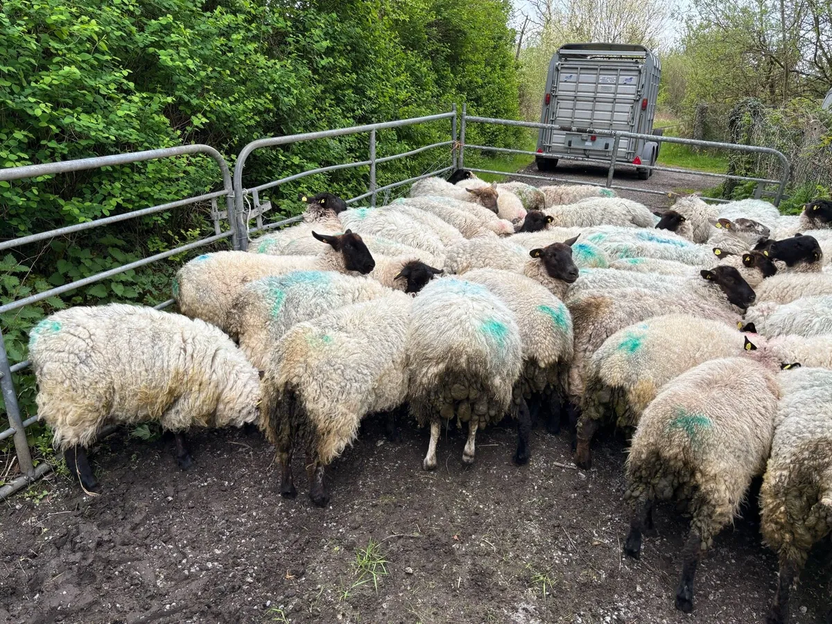 Suffolk Hoggets - Image 1