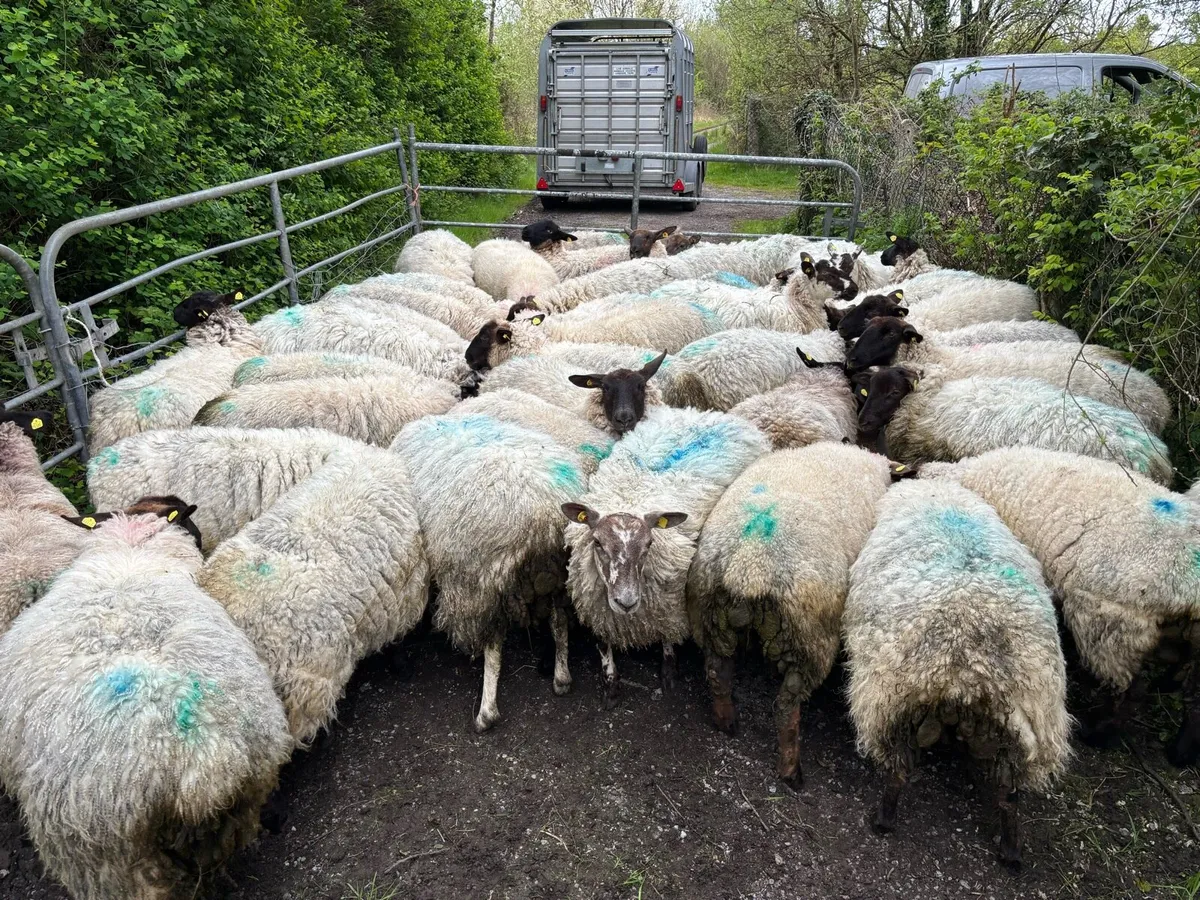 Suffolk Hoggets - Image 3