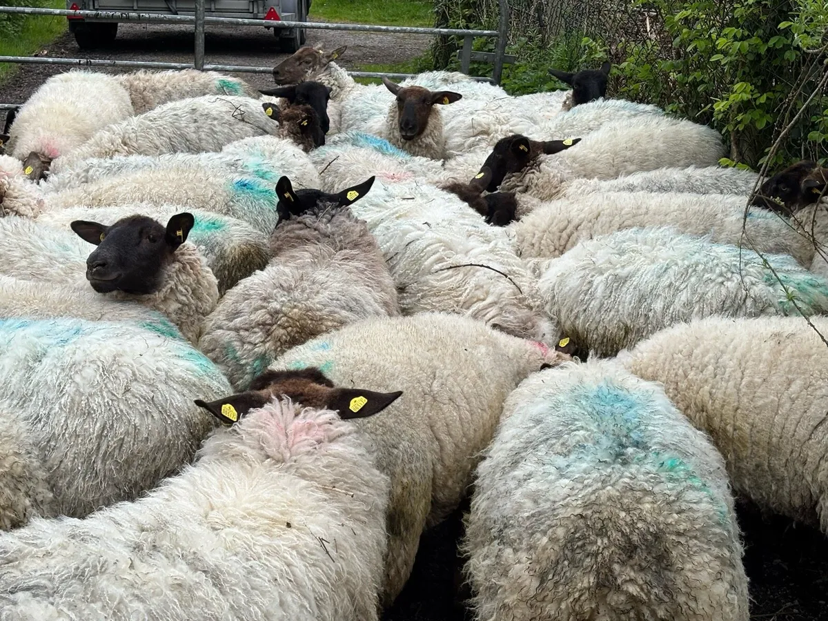 Suffolk Hoggets - Image 4