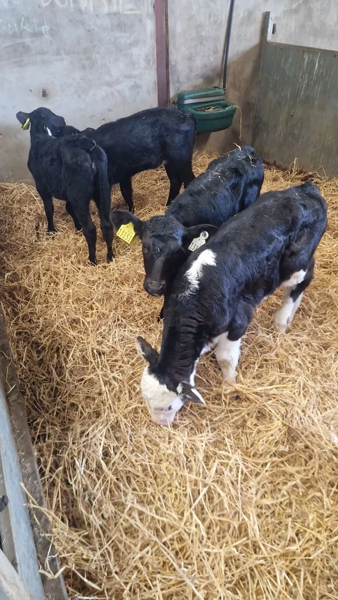 4heifercalves for 1250 - Image 1