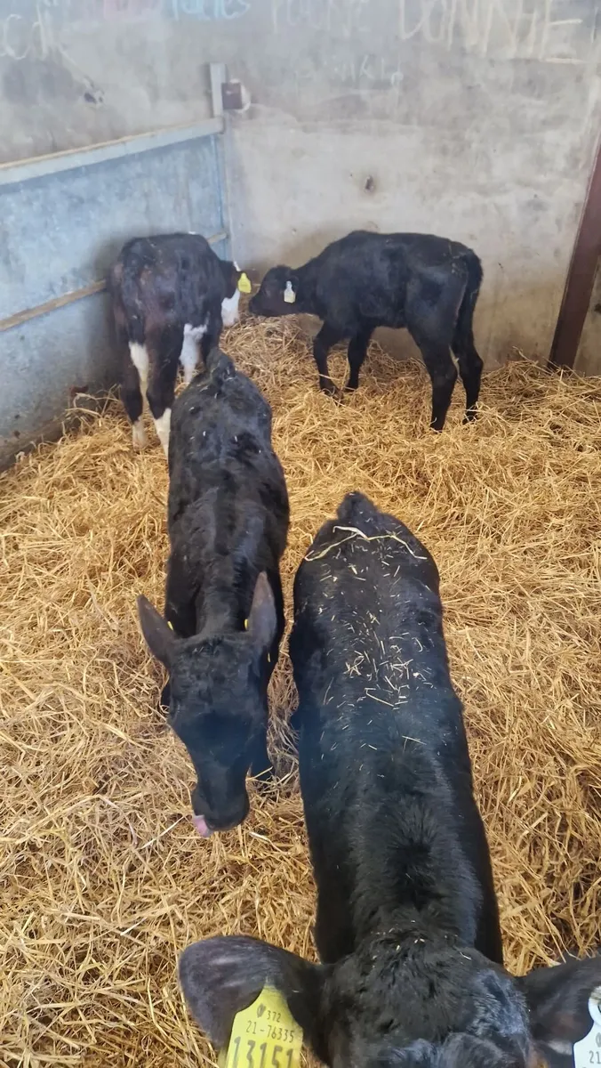 4heifercalves for 1250 - Image 3