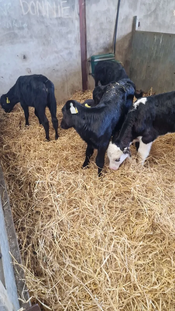 4heifercalves for 1250 - Image 4