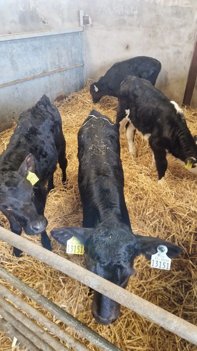 4heifercalves for 1250 - Image 2