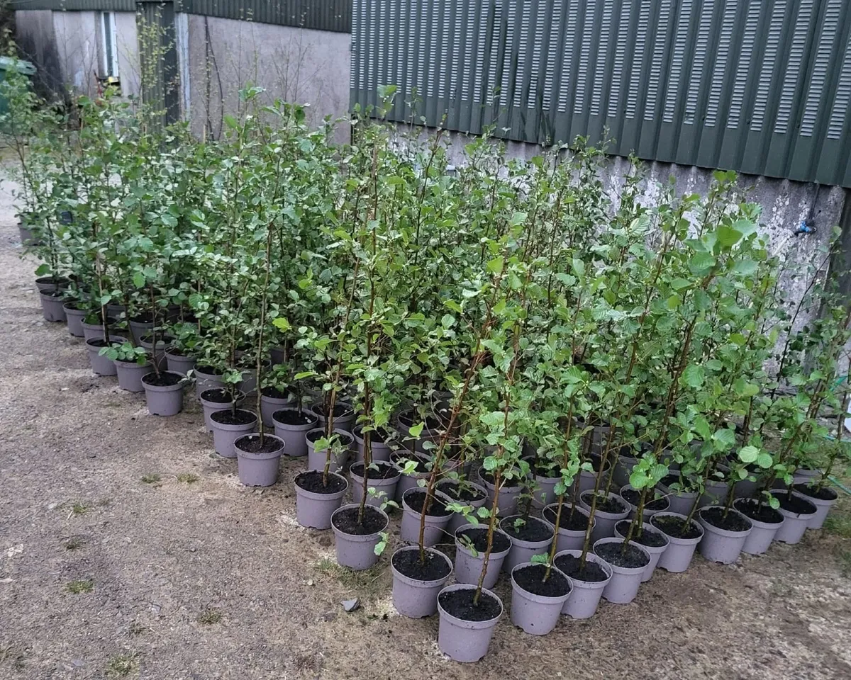Potted Alder & Birch Trees - Image 1