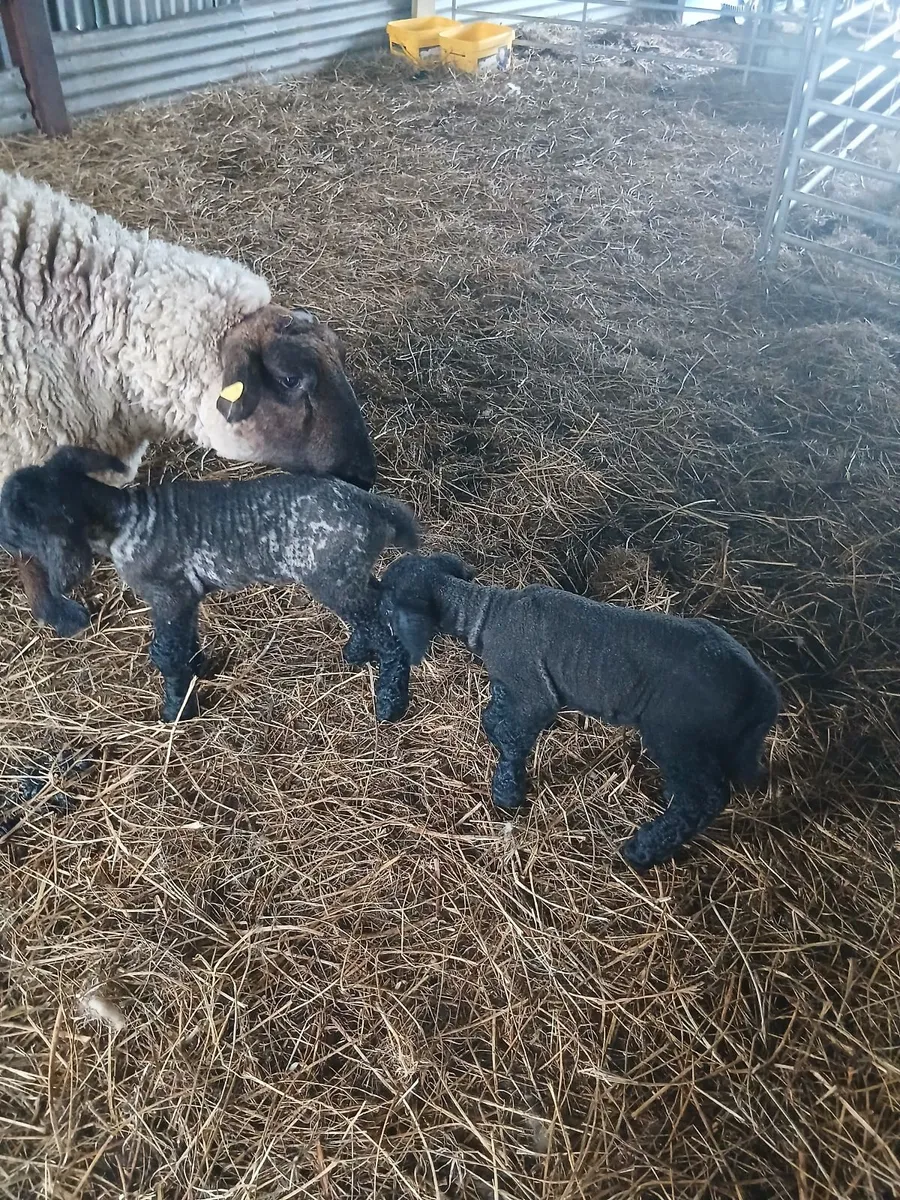 Lambs - Image 1