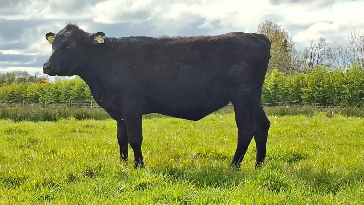 Lovely aax heifer's - Image 2