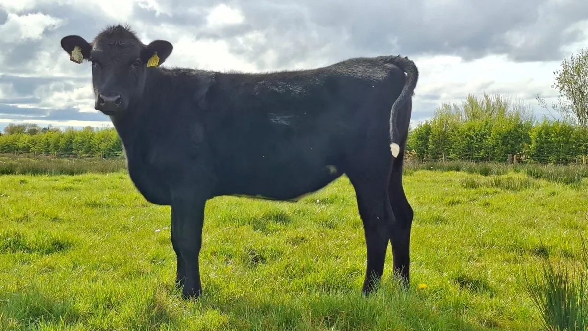 Lovely aax heifer's - Image 3