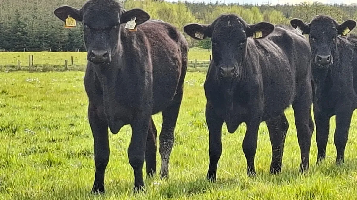 Lovely aax heifer's - Image 4