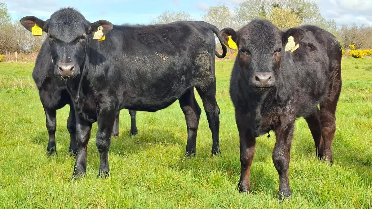 Lovely aax heifer's - Image 1