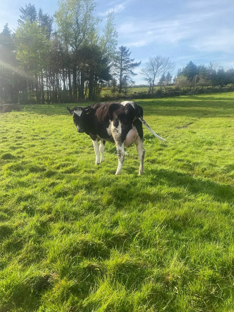 FR heifer - Image 3