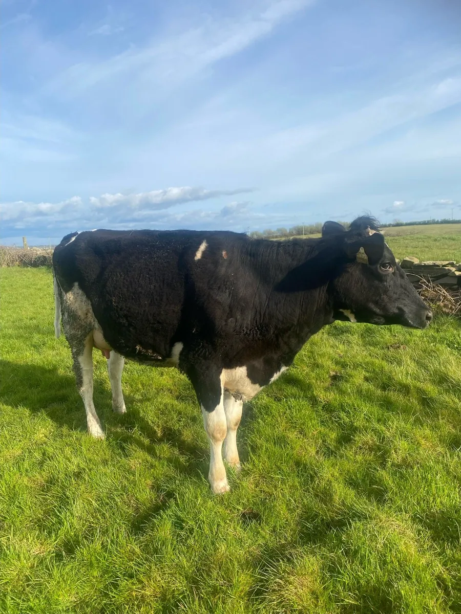 FR heifer - Image 2