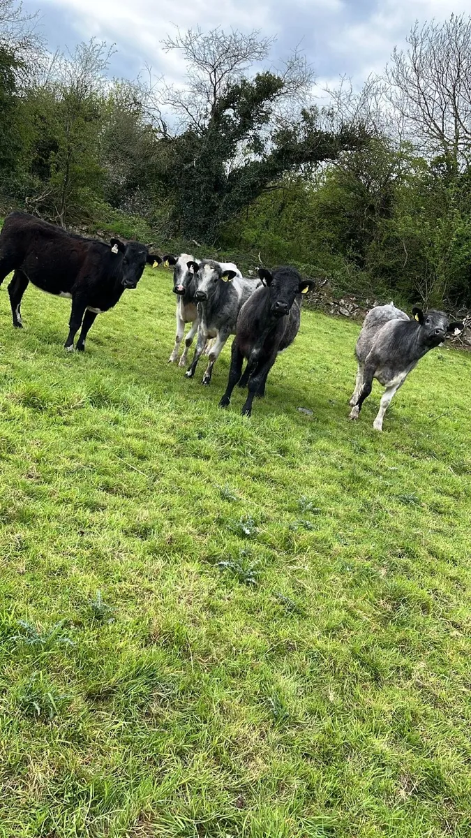 5 blue shorthorn heifers - Image 2