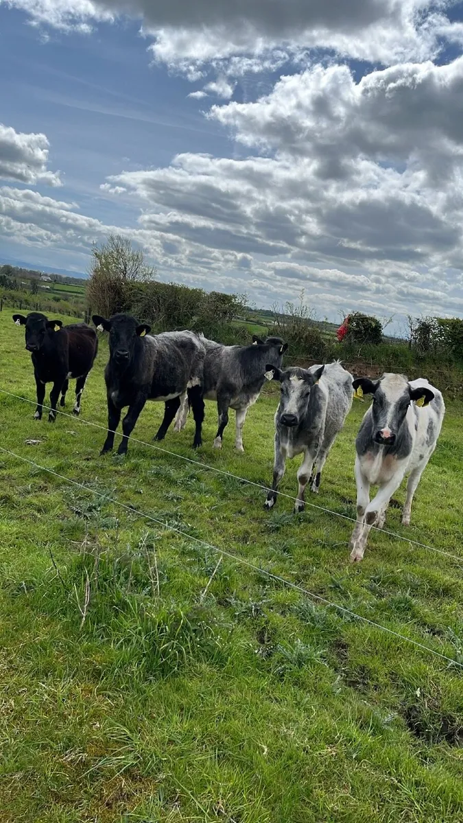 5 blue shorthorn heifers - Image 1