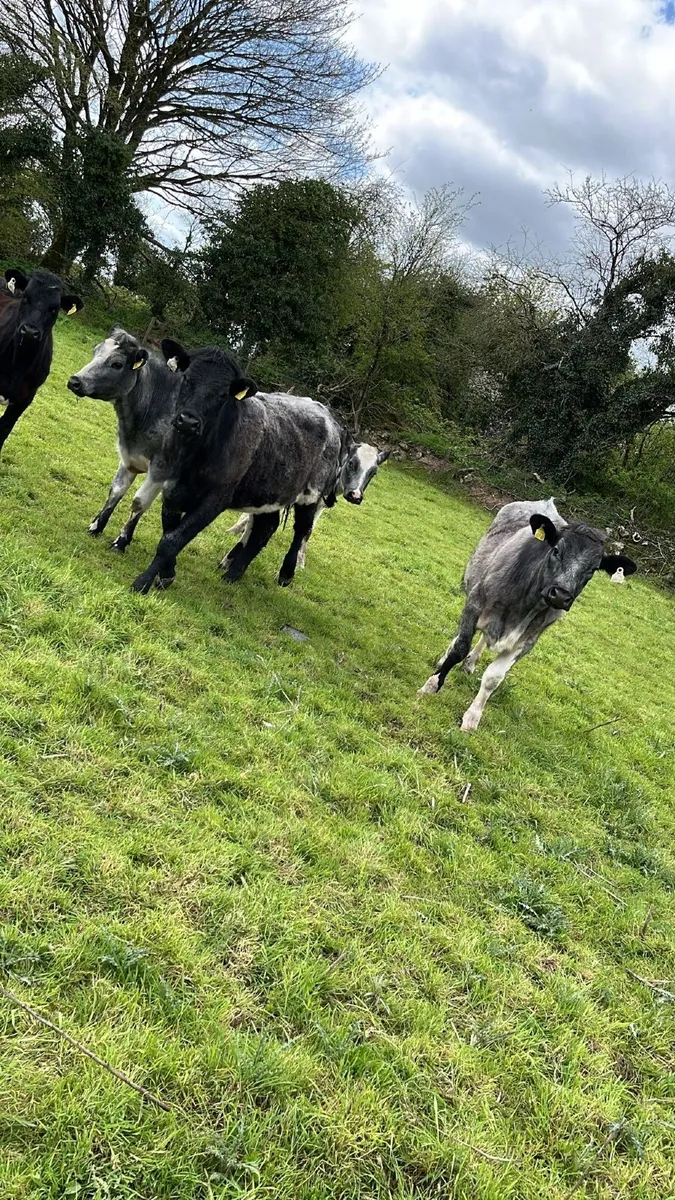 5 blue shorthorn heifers - Image 3