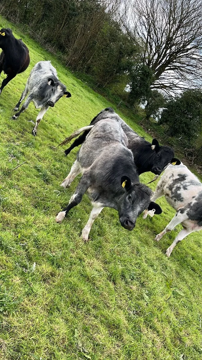 5 blue shorthorn heifers - Image 4