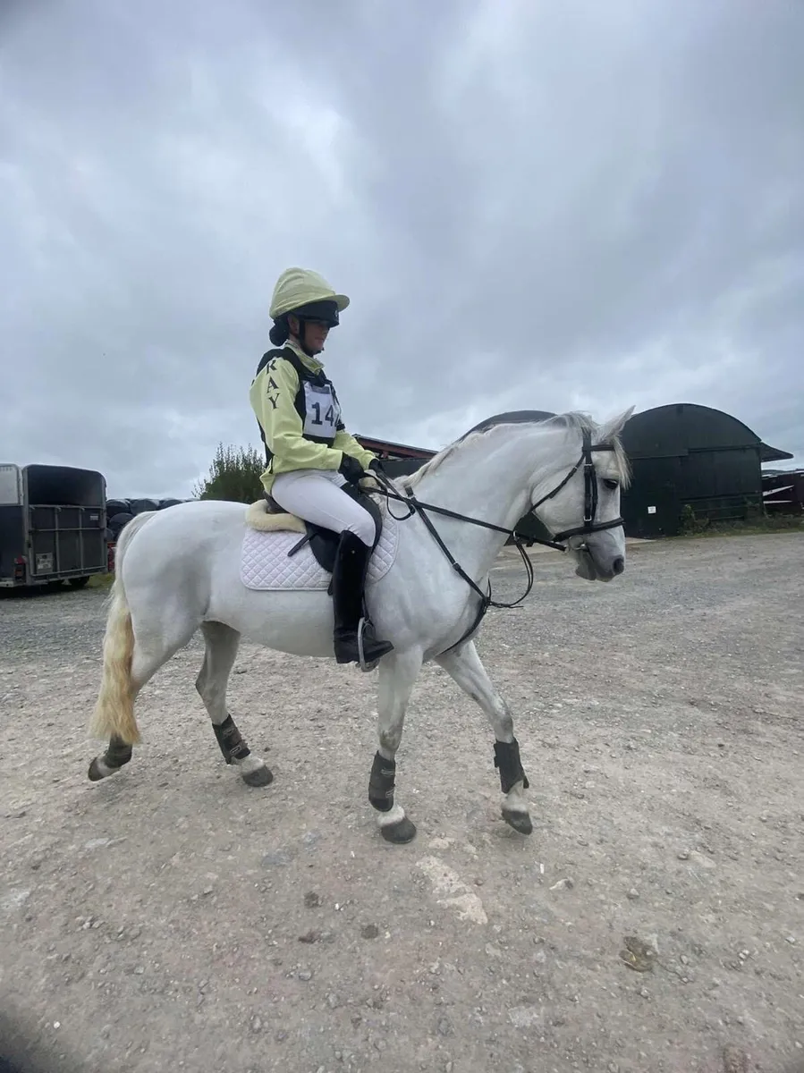 Fun Allround pony - Image 2