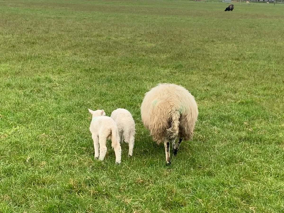 Ewes and lambs - Image 2