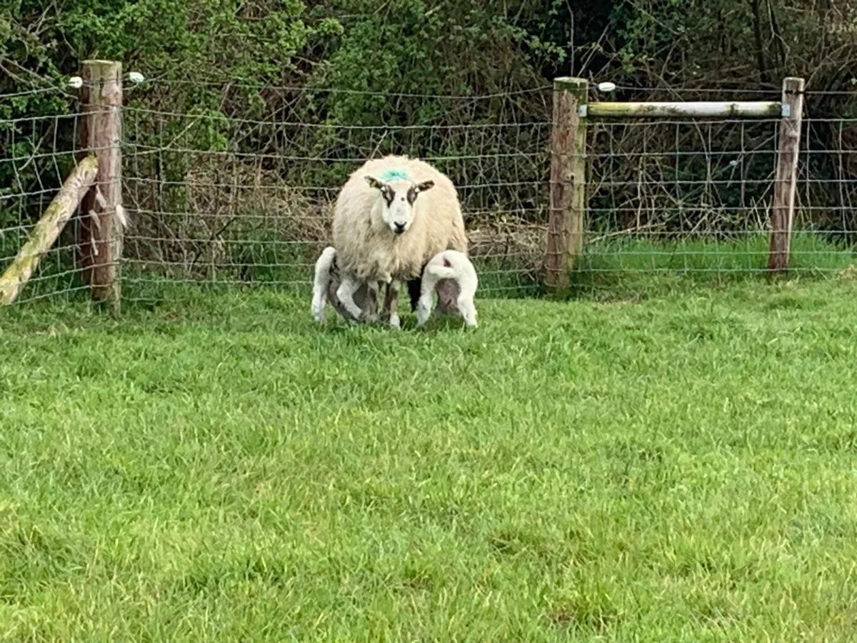 Ewes and lambs - Image 3