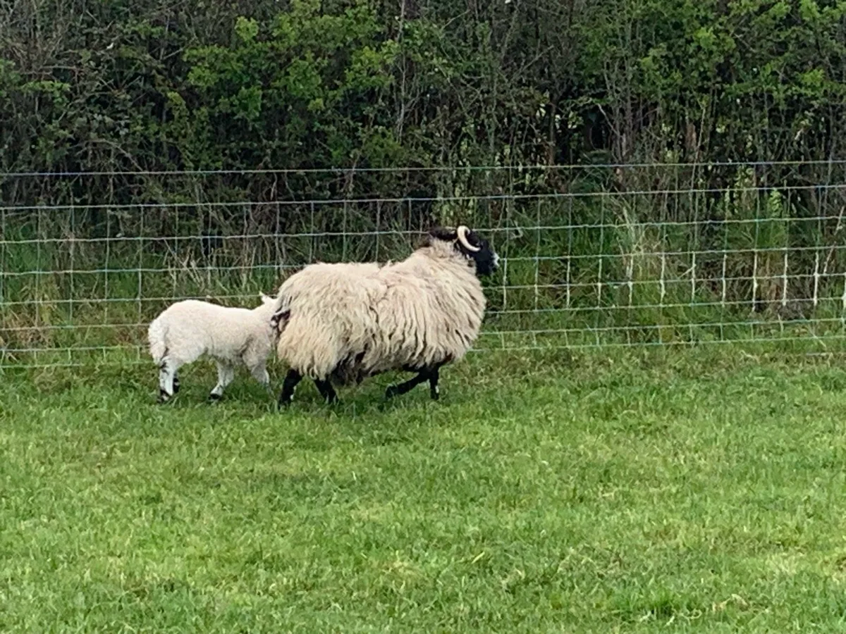 Ewes and lambs - Image 1