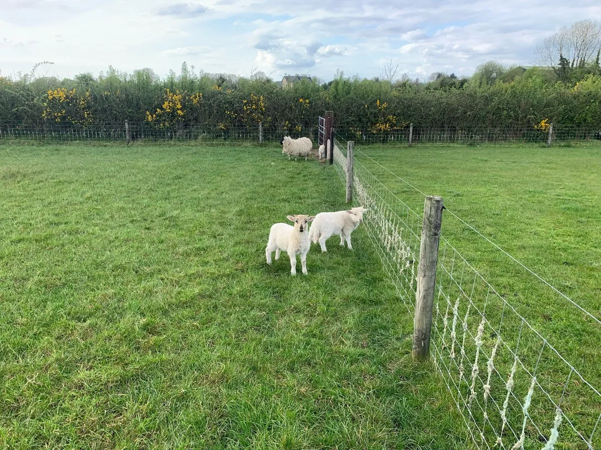 Ewes and lambs - Image 4