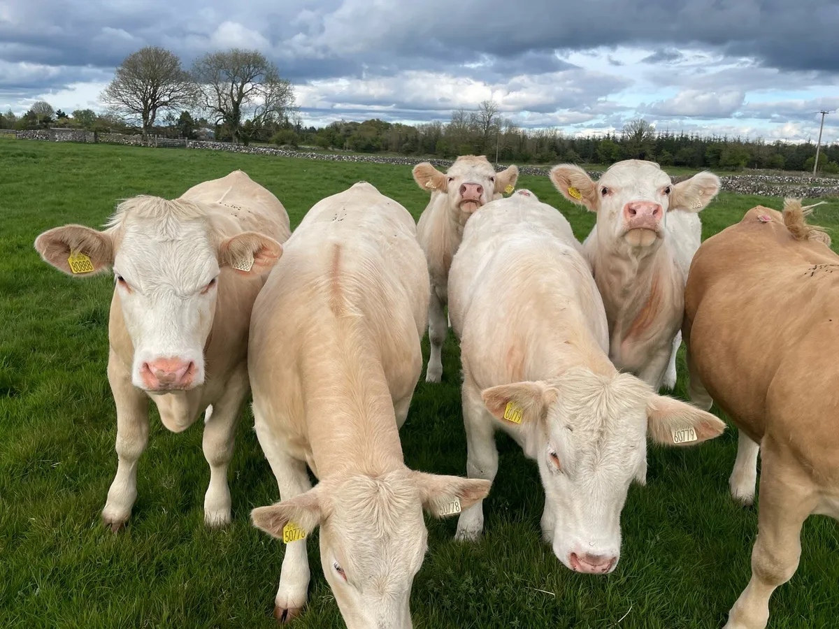 Organic heifers - Image 2