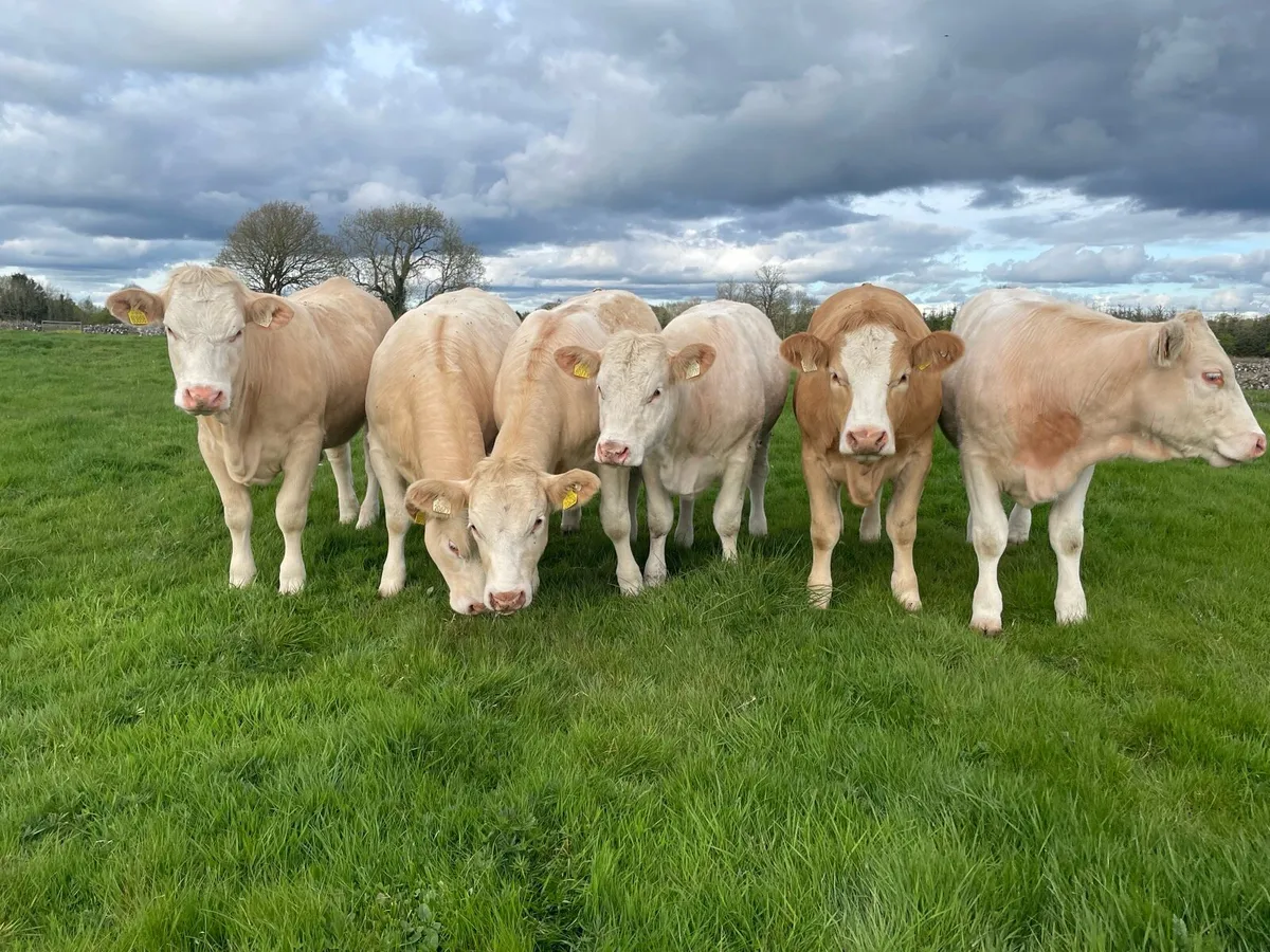 Organic heifers - Image 3