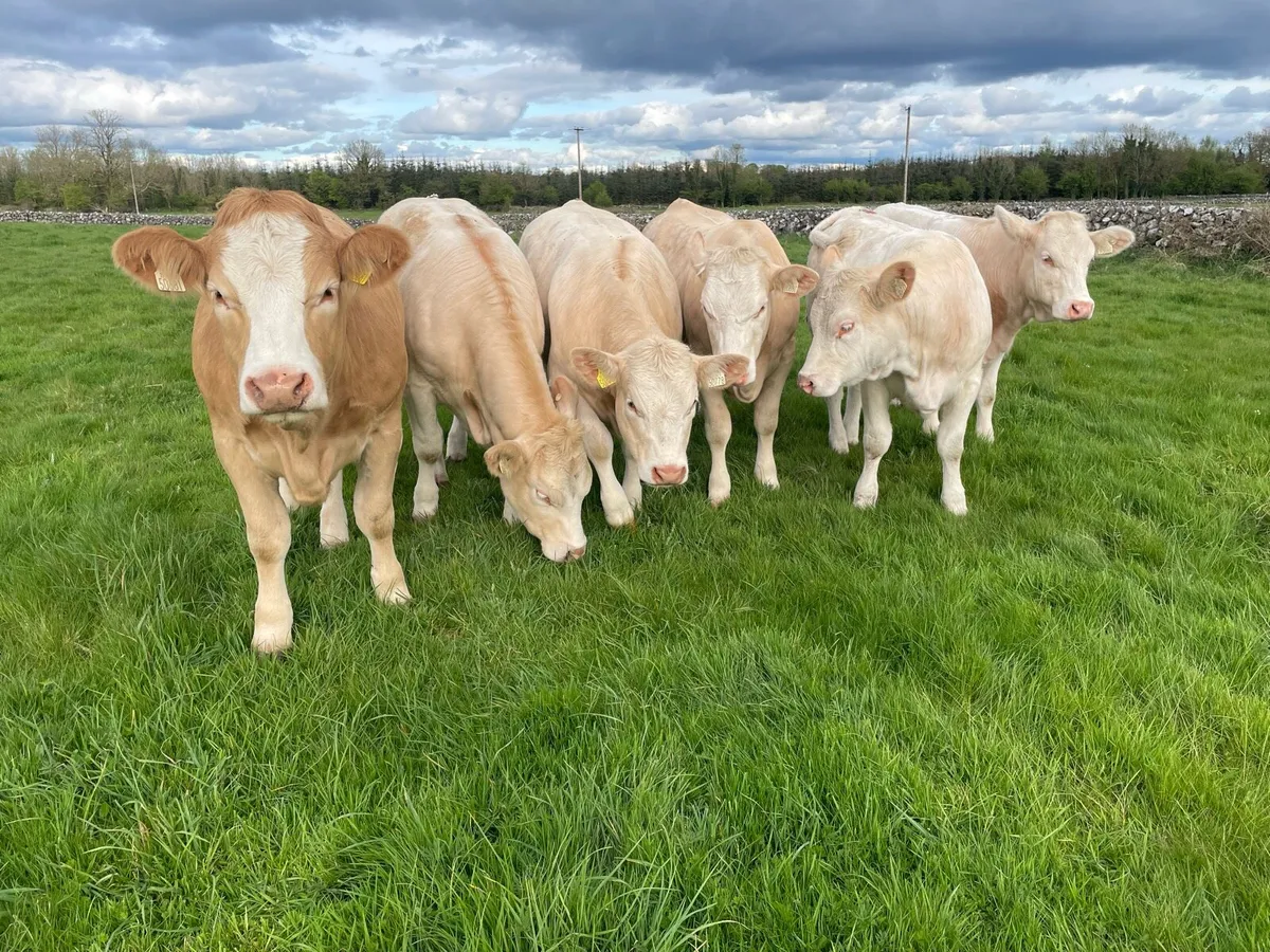 Organic heifers - Image 1