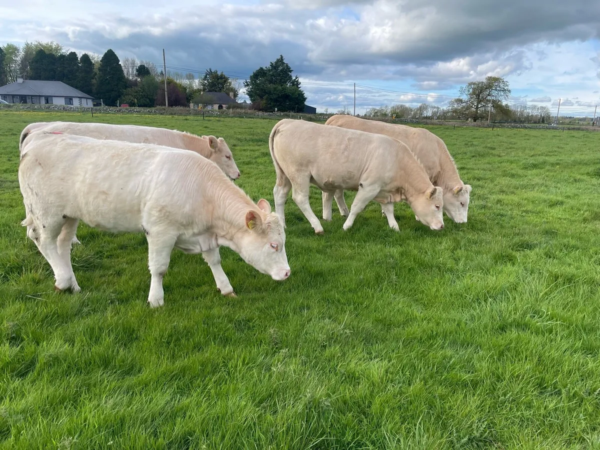 Organic heifers - Image 4