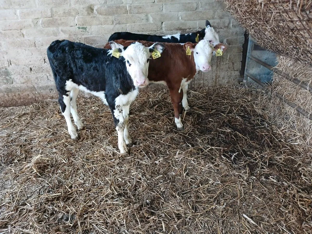 3 Hereford bulls - Image 1