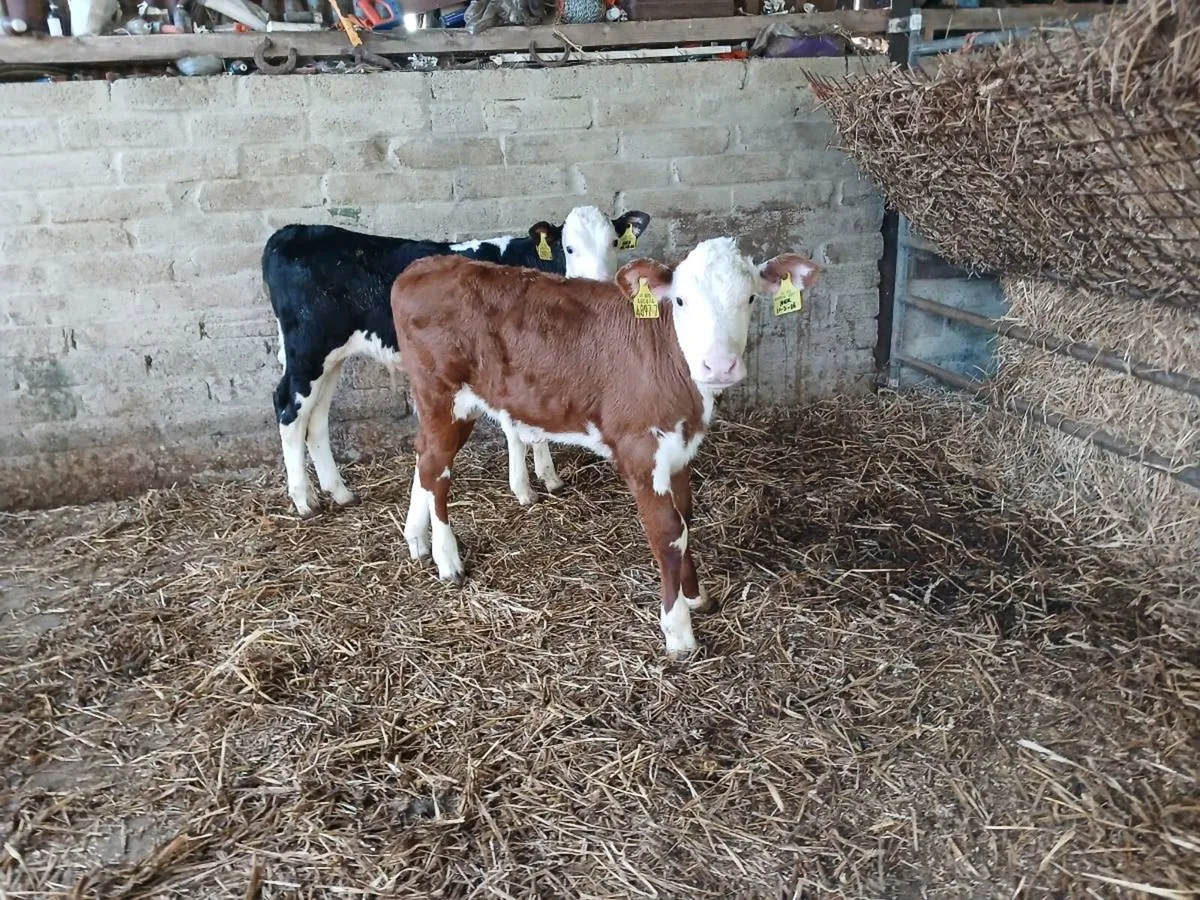 3 Hereford bulls - Image 2