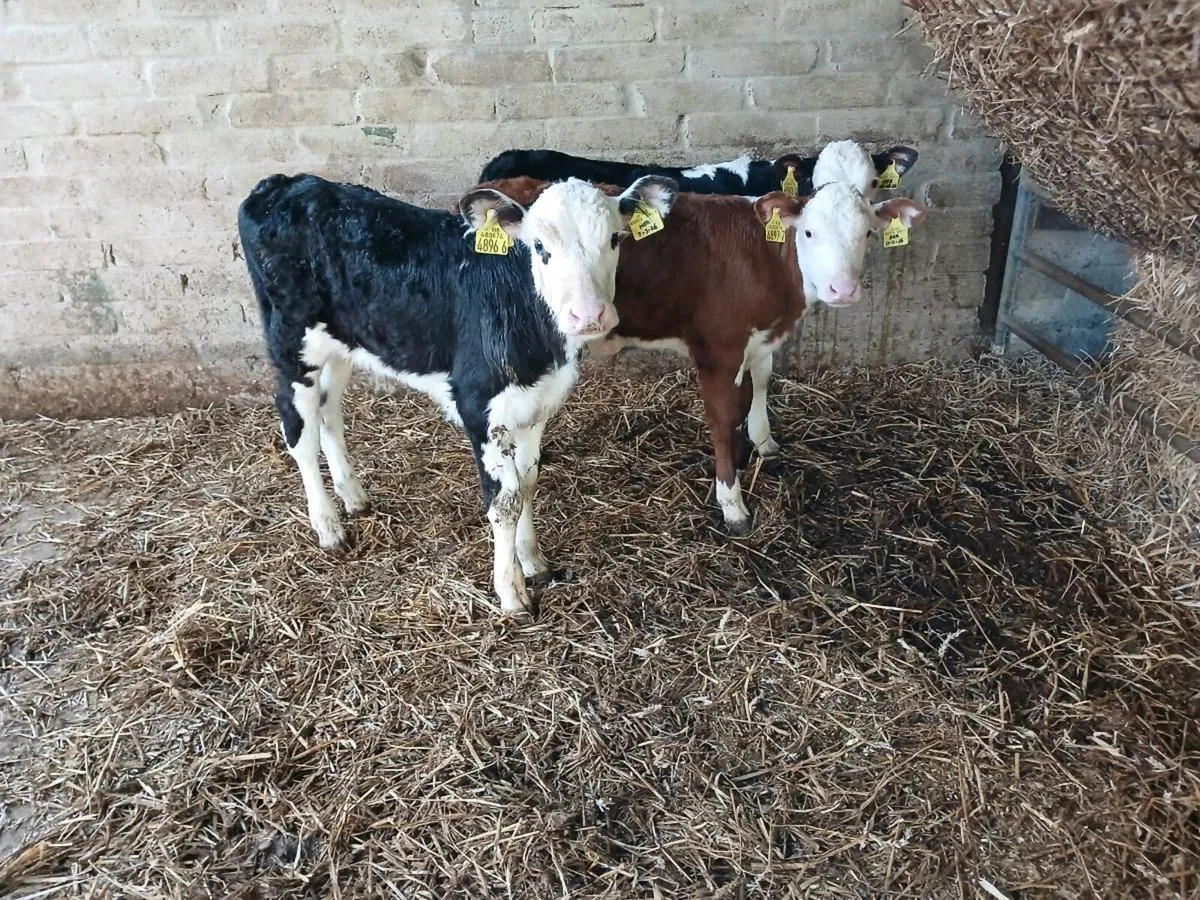 3 Hereford bulls - Image 3