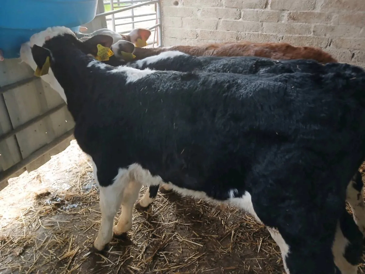 3 Hereford bulls - Image 4