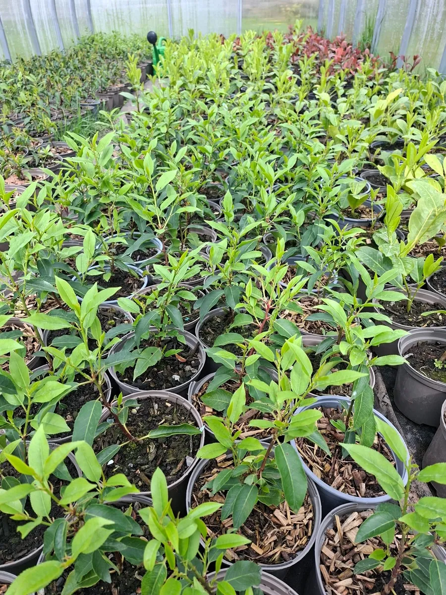 Portuguese Laurel - Image 1