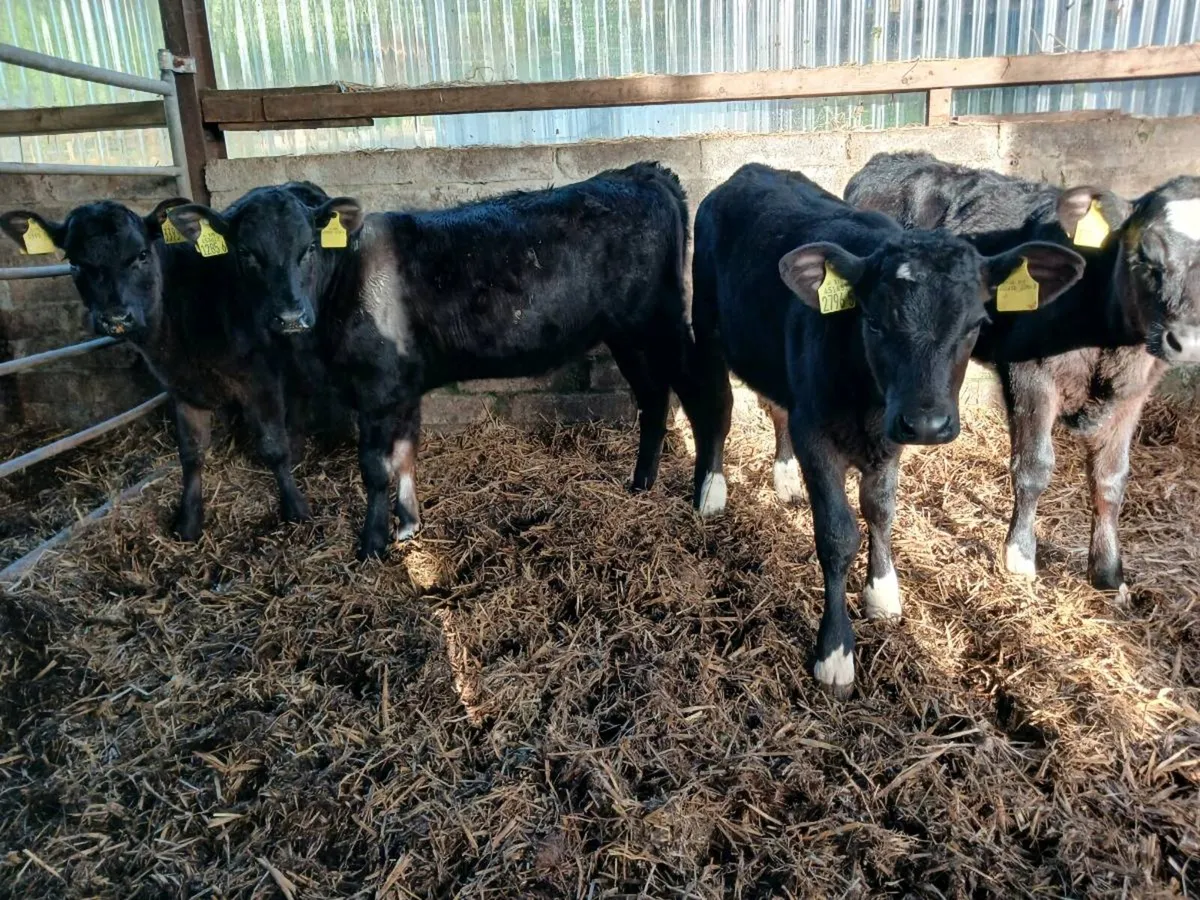 4 AA  heifer's - Image 1