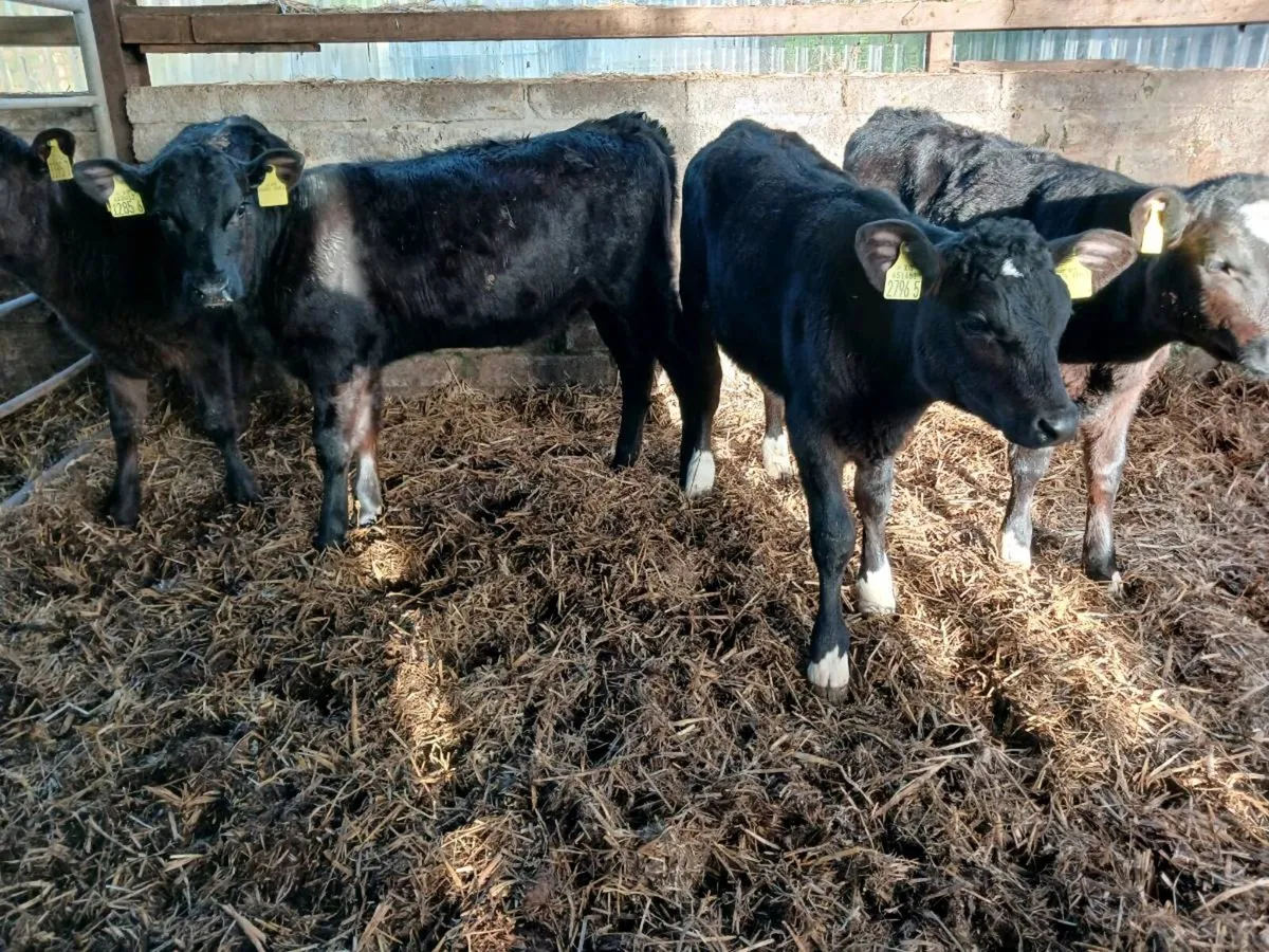 4 AA  heifer's - Image 3