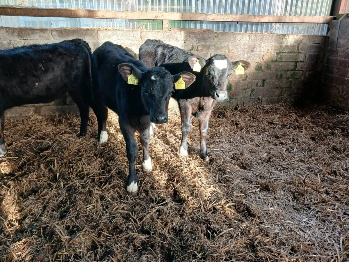 4 AA  heifer's - Image 2