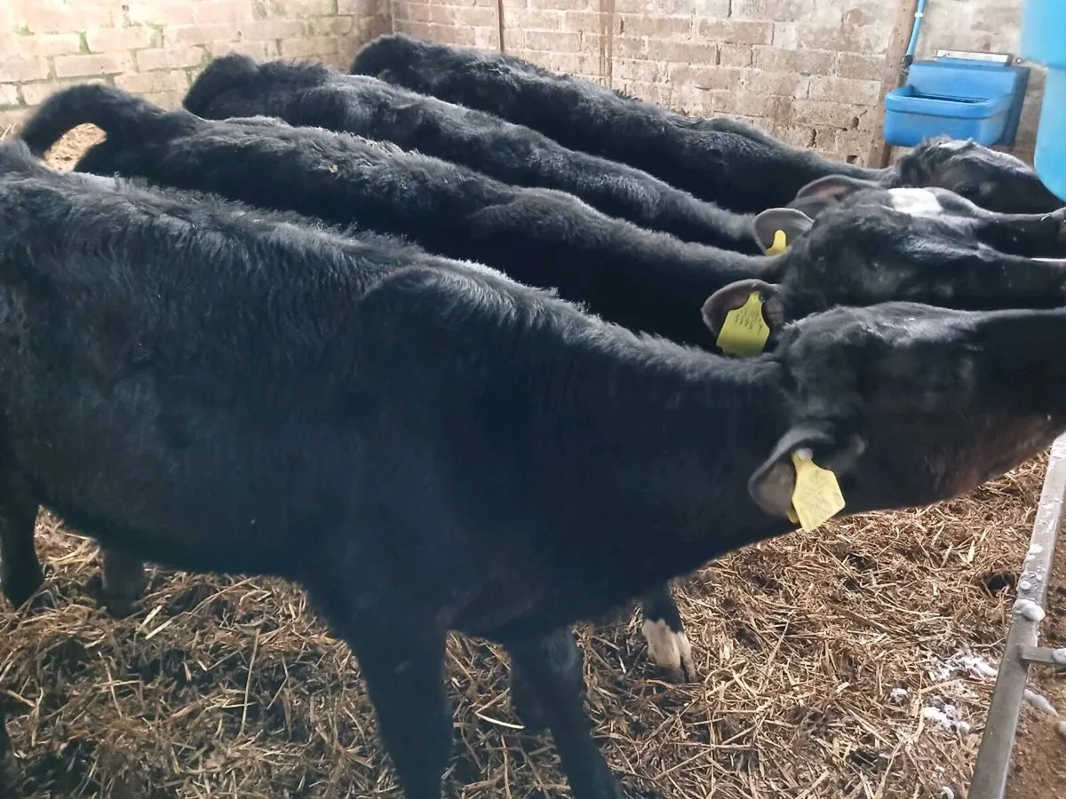 4 AA  heifer's - Image 4