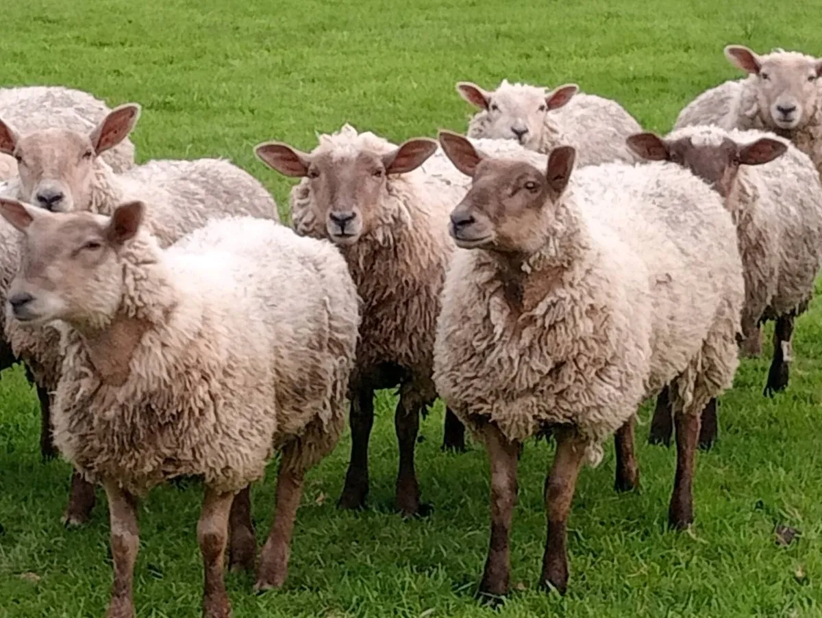 Sheep - Image 1