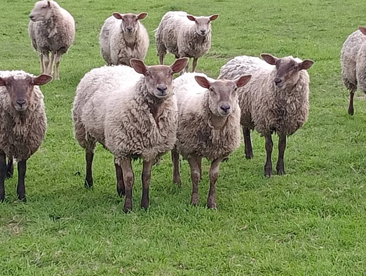 Sheep - Image 2