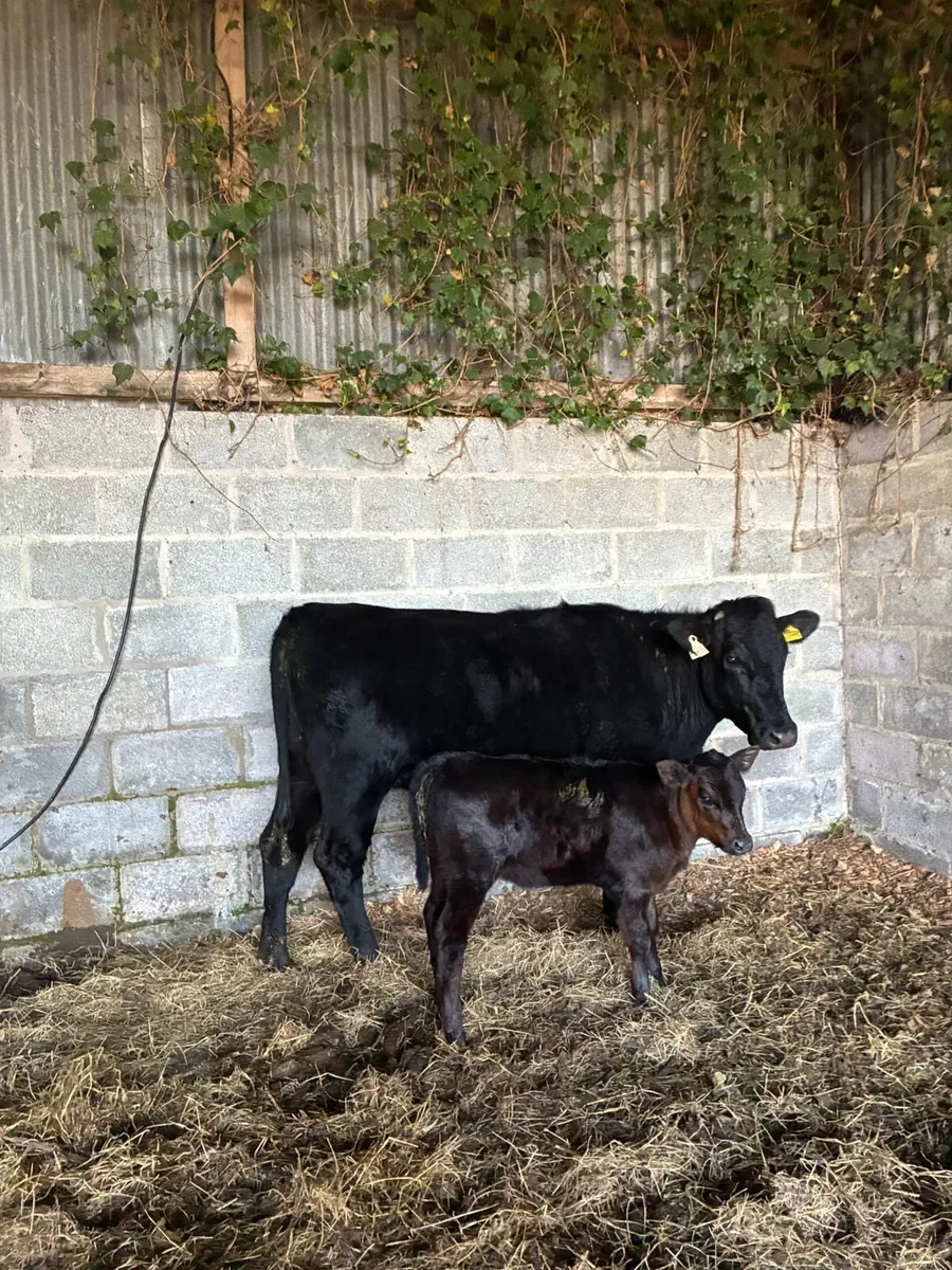 Angus Cow and Calf - Image 2