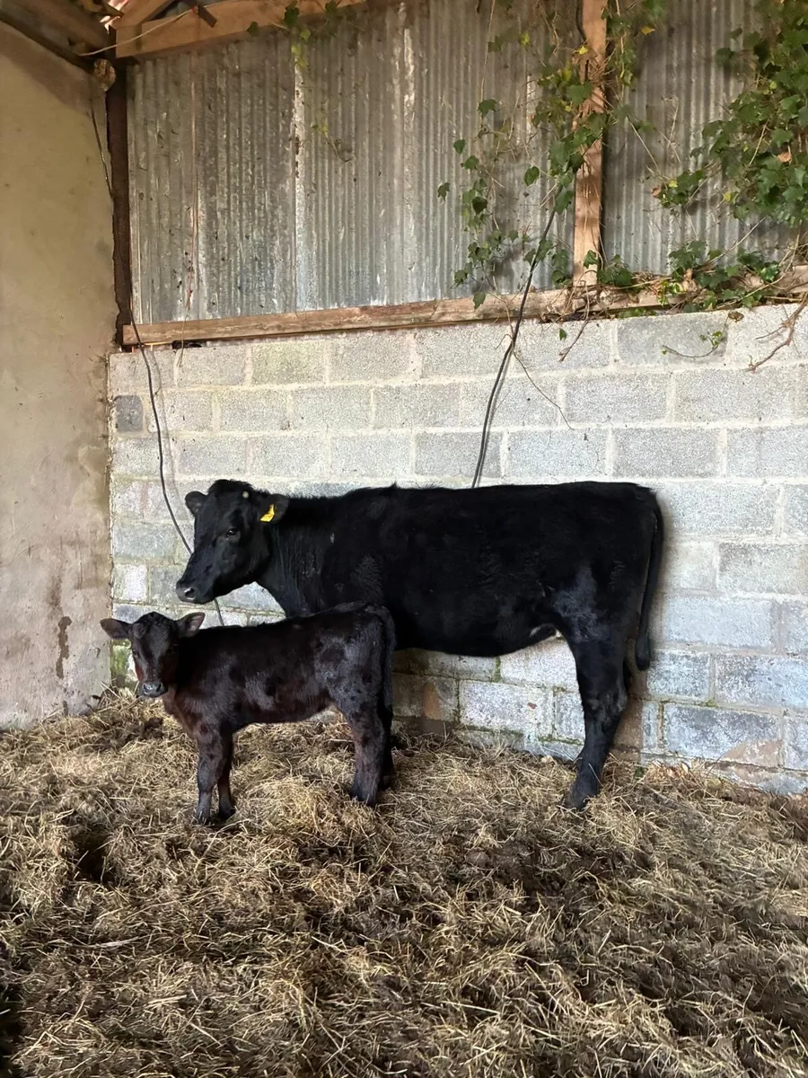 Angus Cow and Calf - Image 3