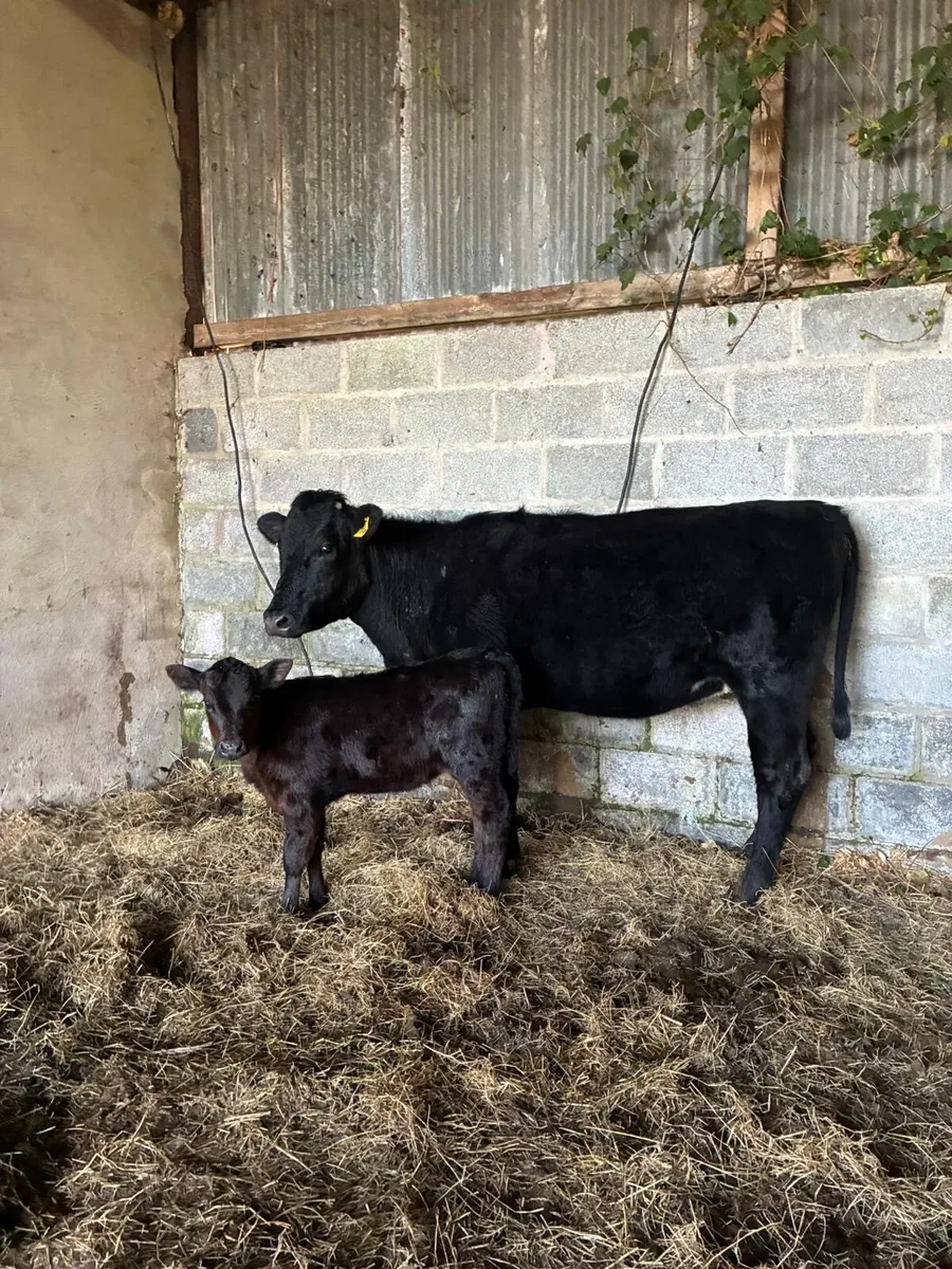 Angus Cow and Calf - Image 1