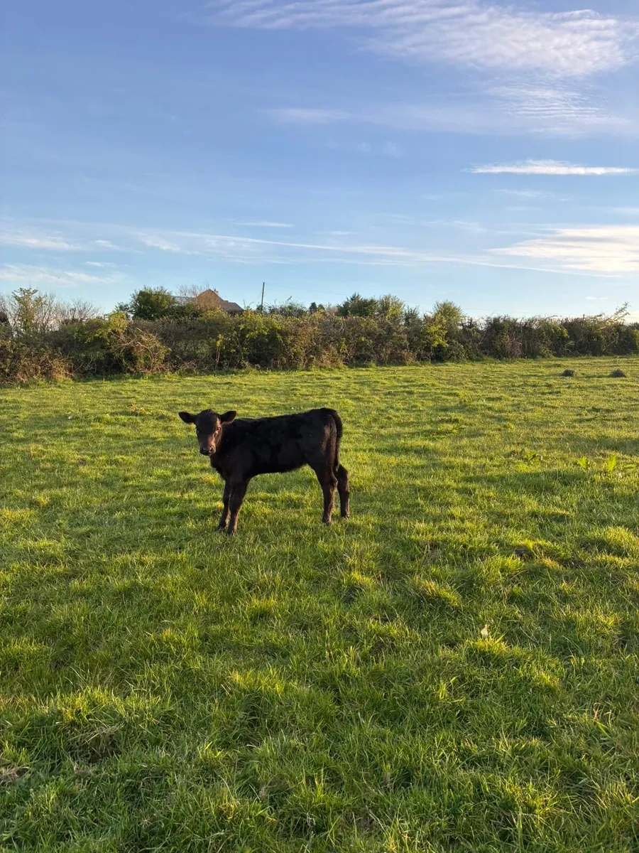 Angus Cow and Calf - Image 4