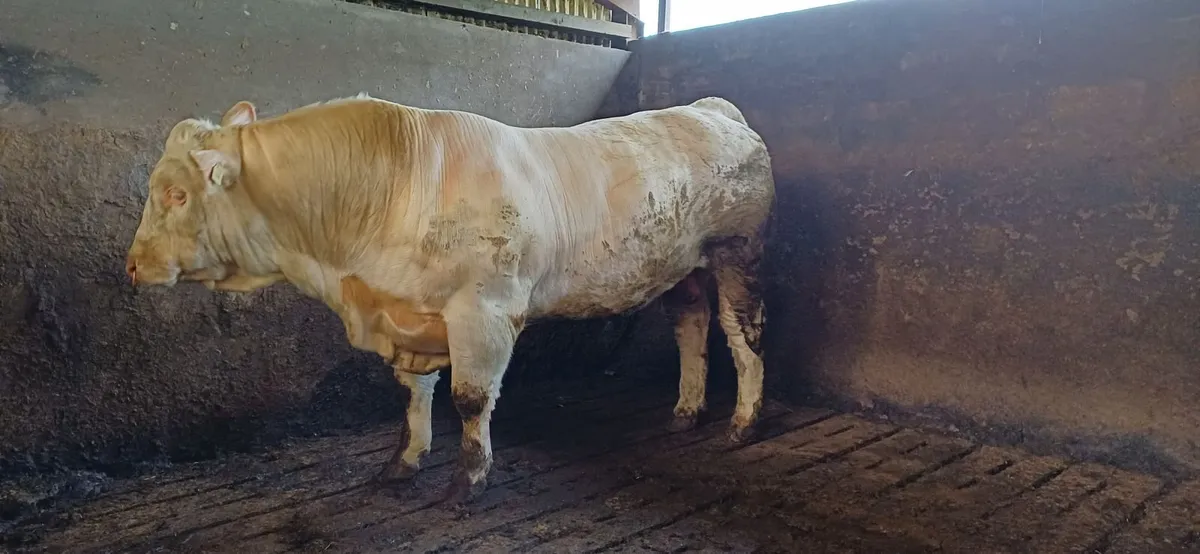 Pedigree Charolais Bull For Sale