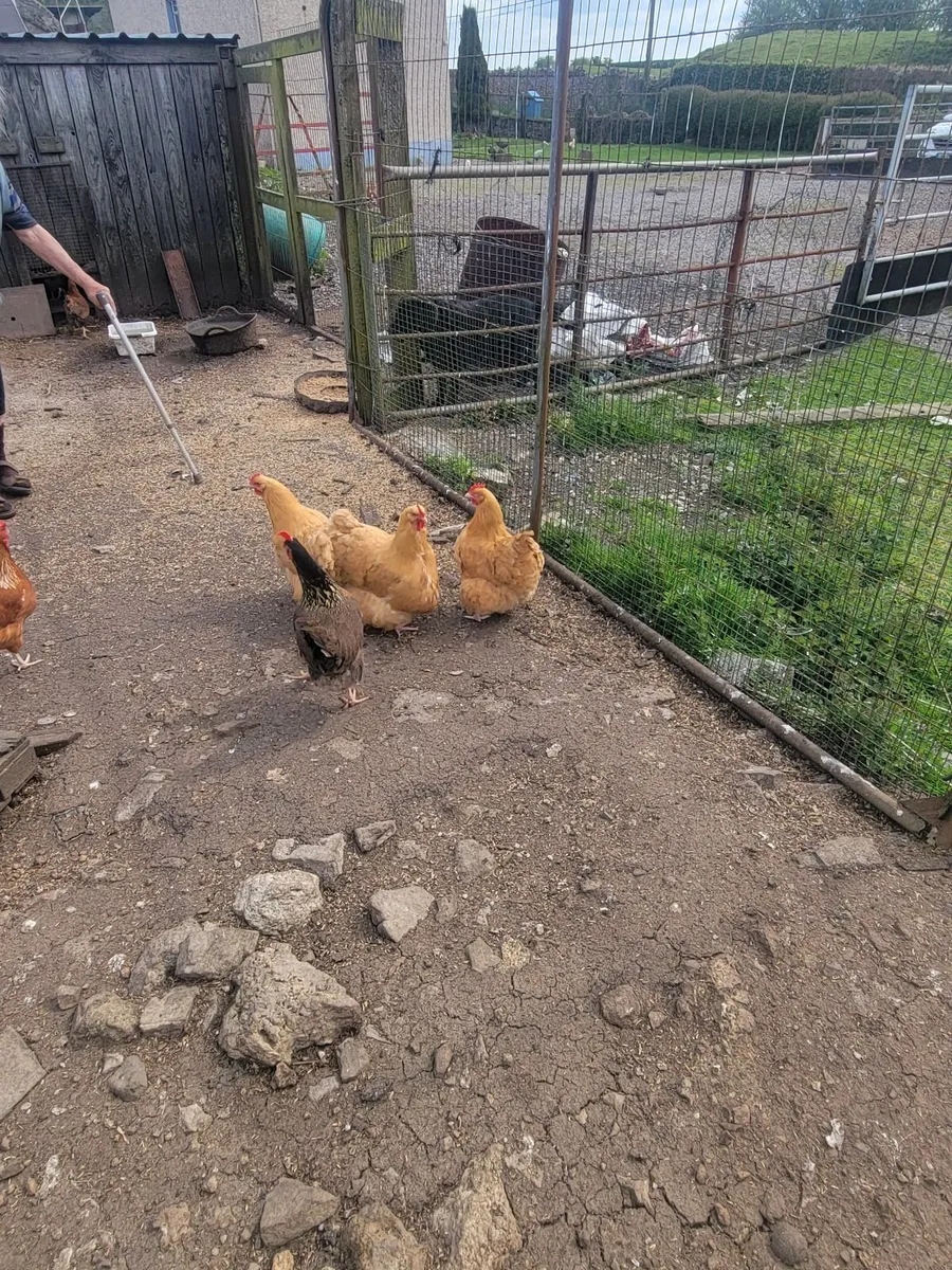 Buffortums - Image 3