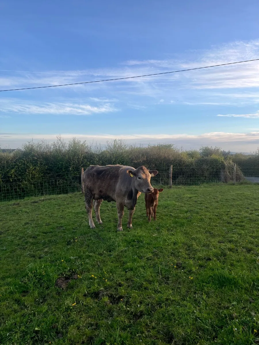 Charolais Cow and Calf - Image 2