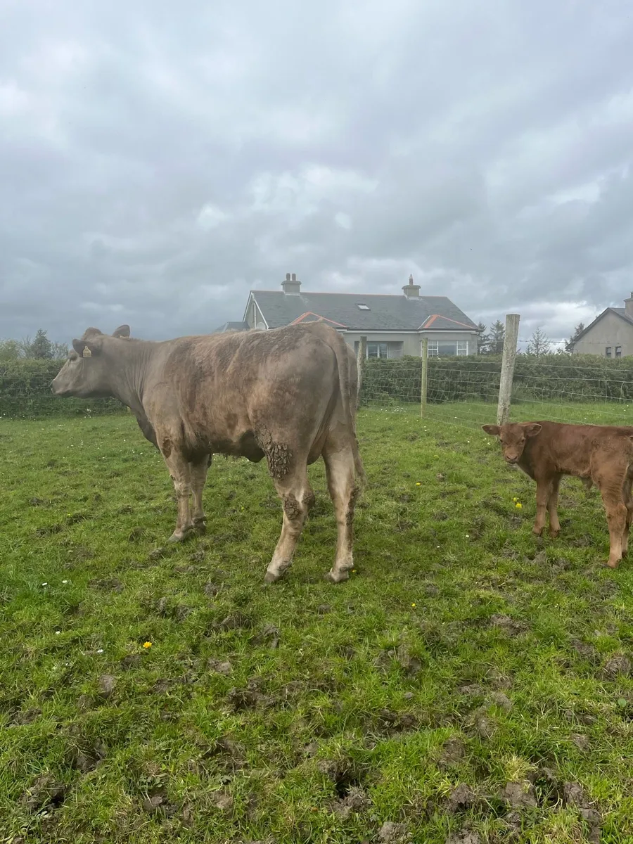 Charolais Cow and Calf - Image 3