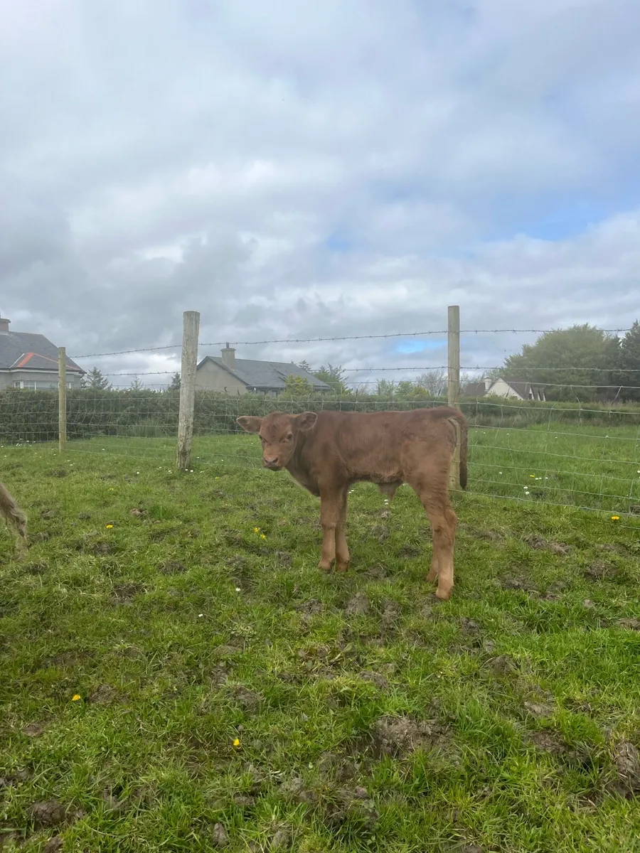 Charolais Cow and Calf - Image 4